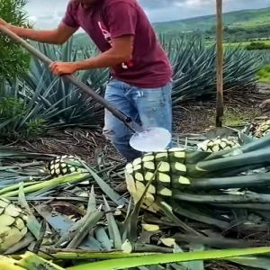 Well Drained Agave Americana Plant