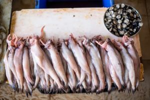 Sun Dried Bombay Duck Fish