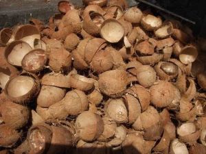 Brown Coconut Shell