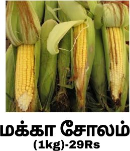 Maize Seeds