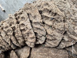 Cow Dung Cake