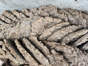 Cow Dung Cake