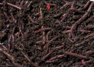 Live Earthworms