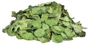 Green Dried Moringa Leaves