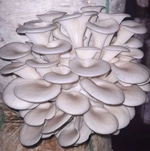 White Oyster Mushroom