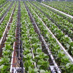 Drip Irrigation System