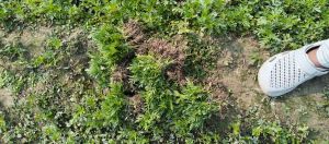 Natural Marigold Plant