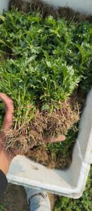 Natural Marigold Plant