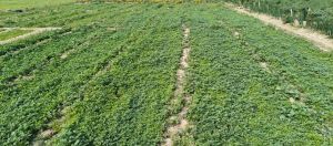 Natural Marigold Plant