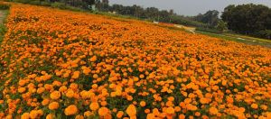 Natural Marigold Flowers