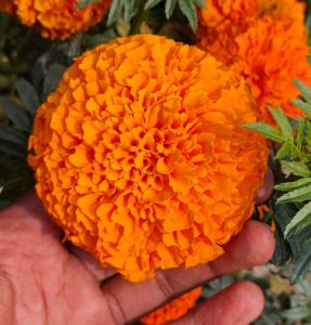 Natural Marigold Flowers