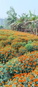 Natural Marigold Flowers