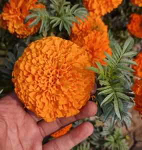 Natural Marigold Flowers