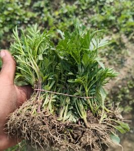 Natural Marigold Plant