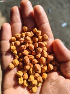 Brown Desi Chana