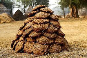 Buffalo Dung Cake