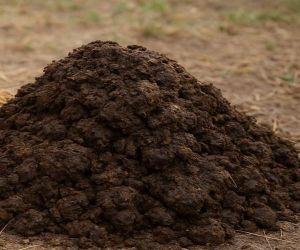 Cow Dung Manure