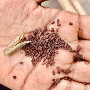 Brown Sesame Seeds