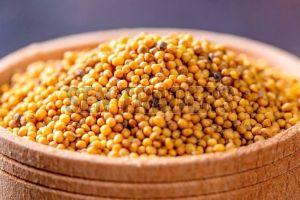 Yellow Mustard Seeds