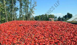 Dry Kashmiri Red Chilli