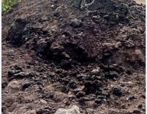 Cow Dung Powder