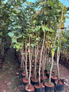 Red Sandalwood Plant