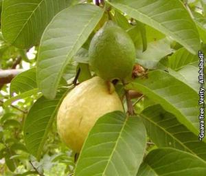 Allahabadi Gavava Fruit Plant