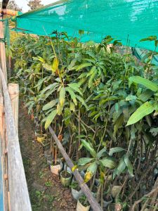 Alphanso Mango Plant