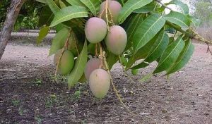 Alphonso Mango Plant