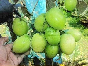 Apple Jujube Plant