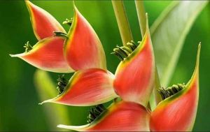 Banana Orchid Flower