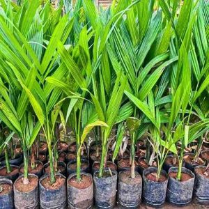Betel Nut Fruit Plant