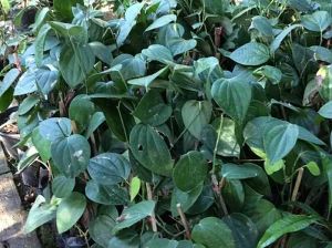 Black Pepper Plant