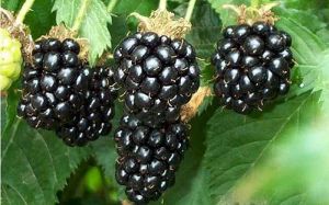 Blackberry Fruit Plant