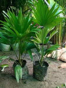 Chinese Forked Palm Plant