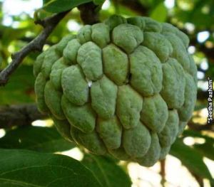 Custard Apple Plant