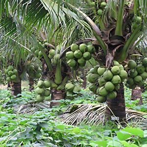 Dwarf Hybrid Coconut Tree Plant