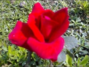 Fresh Red Rose