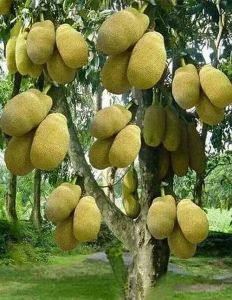 Grafted Jackfruit Plant