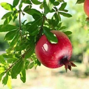 Grafting Kolkata Pomegranate Plant