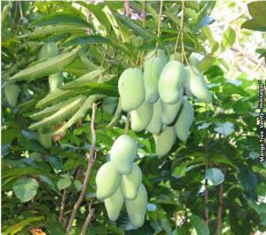 Himsagar Mango Plant