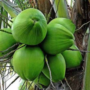 Hybrid Coconut Tree Plant