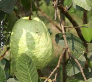 Hybrid Gauva Fruit Plant
