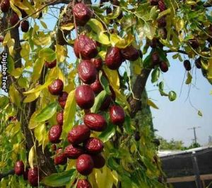 Jujube Fruit Plant
