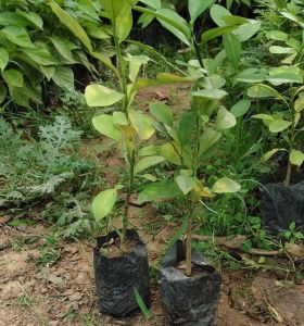 Kaffir Lemon Plant