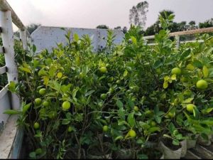 Kagzi Lemon Layering Plant