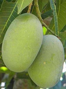 Langra Mango Plant