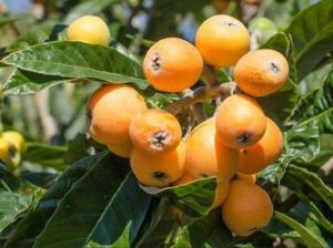 Loquat Fruit Plant