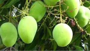 Mollika Mango Tree Plant