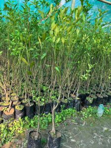 Nagpuri Orange Plant